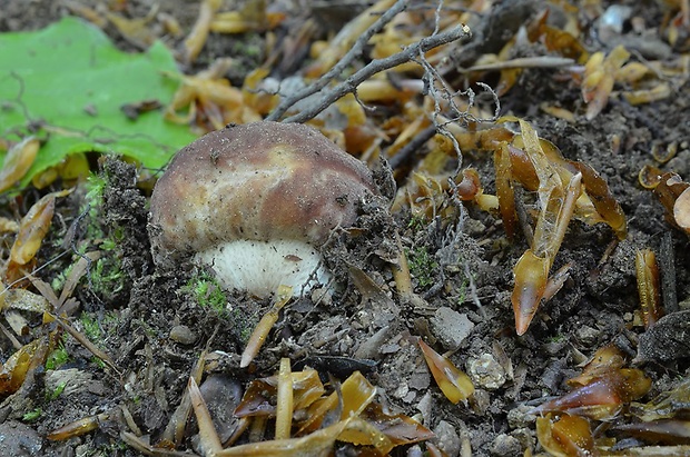 hríb sosnový Boletus pinophilus Pil. et Dermek in Pil.