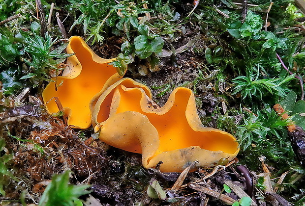 pohárovka ohnivá Caloscypha fulgens (Pers.) Boud.