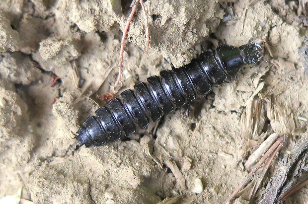 bystruška zlatohnedá - larva Carabus ullrichii
