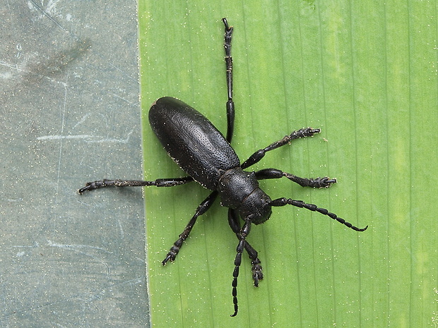 fuzáč čierny Carinatodorcadion aethiops