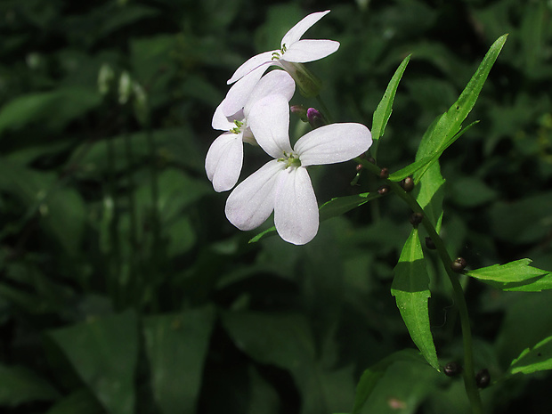 zubačka cibuľkonosná Dentaria bulbifera L.