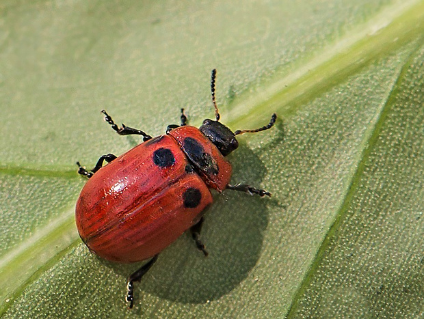 liskavka Gonioctena viminalis