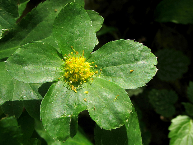 hviezdnatec čemericový Hacquetia epipactis (Scop.) DC.