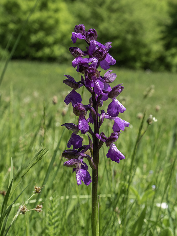 červenohlav obyčajný Anacamptis morio (L.) R. M. Bateman, A. M. Pringeon & M. W. Chase