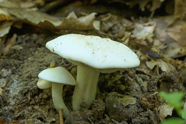 čírovnica májová Calocybe gambosa (Fr.) Donk