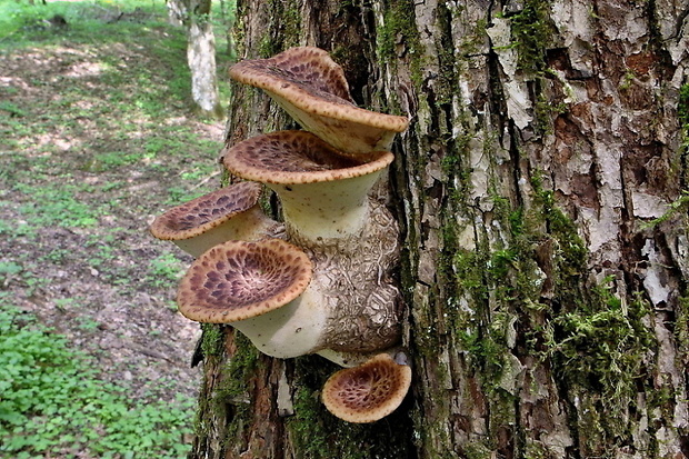 trúdnik šupinatý Cerioporus squamosus (Huds.) Quél.