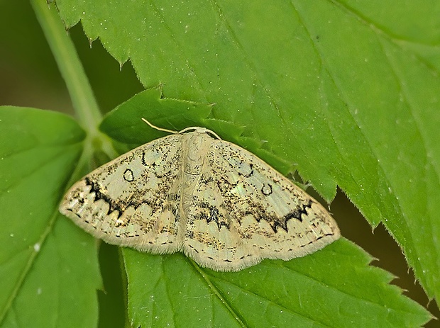 piadica javorová Cyclophora annularia