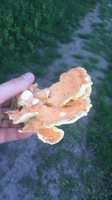 sírovec obyčajný Laetiporus sulphureus (Bull.) Murrill