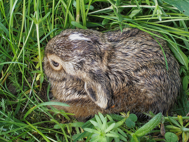 zajac poľný  Lepus europaeus  Pallas, 1778