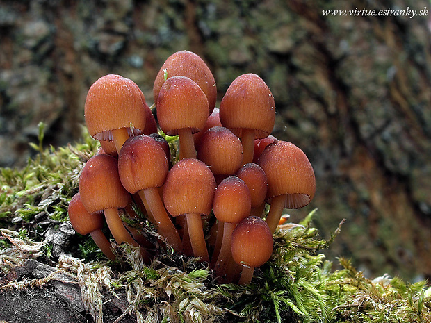 prilbička žltohlúbiková Mycena renati Quél.