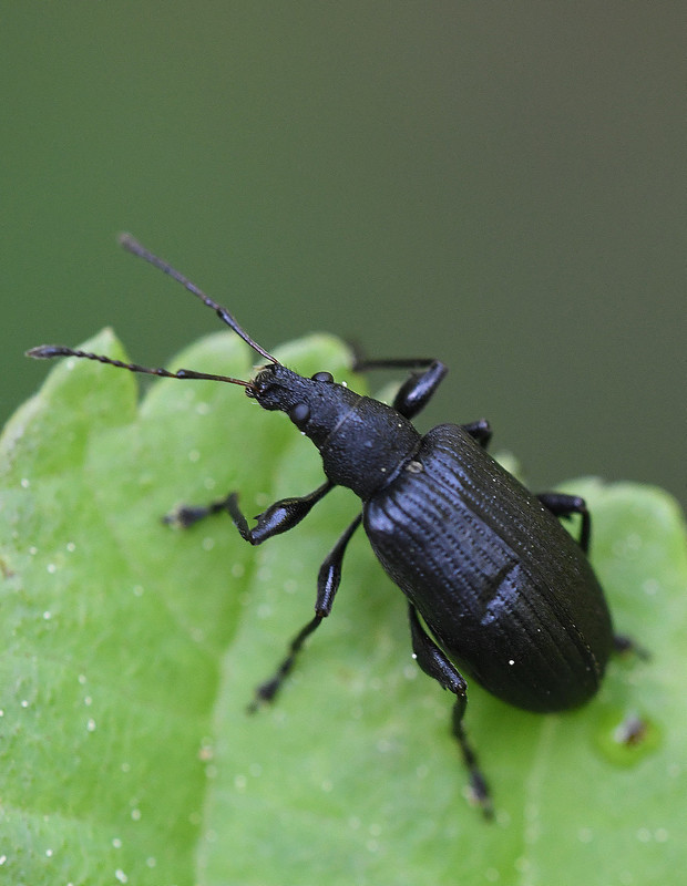 šupináčik žihľavový Phyllobius pomaceus Gyllenhal, 1834