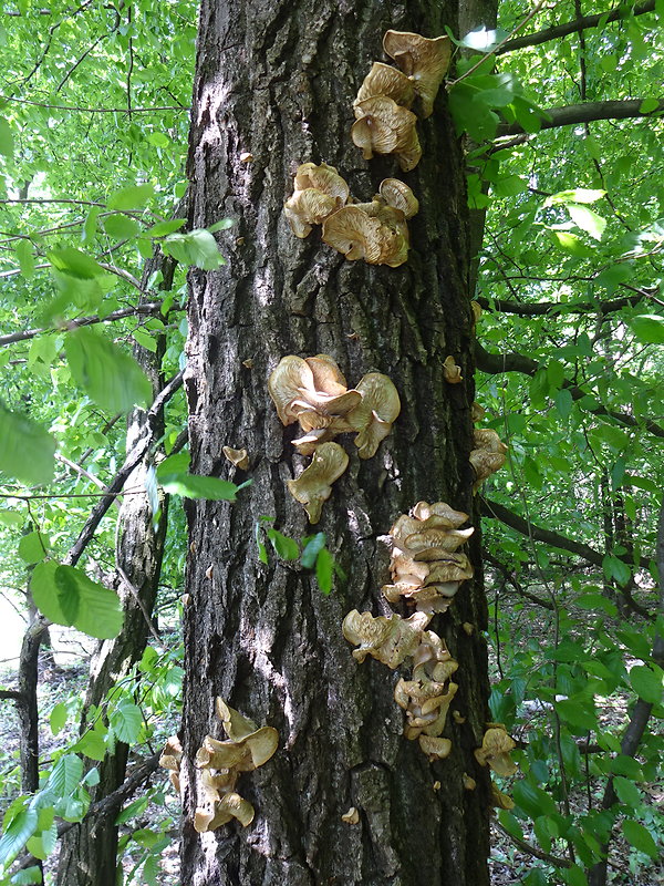 hliva závojová - biotop  Pleurotus calyptratus (Lindblad ex Fr.) Sacc.