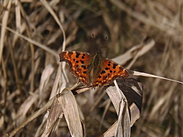 babôčka zubatokrídla   /   bBabočka bílé C Polygonia c-album Linnaeus, 1758