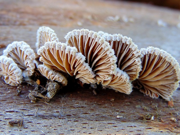 klanolupeňovka obyčajná Schizophyllum commune Fr.