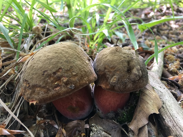 hríb zrnitohlúbikový Sutorius luridiformis (Rostk.) G. Wu & Zhu L. Yang