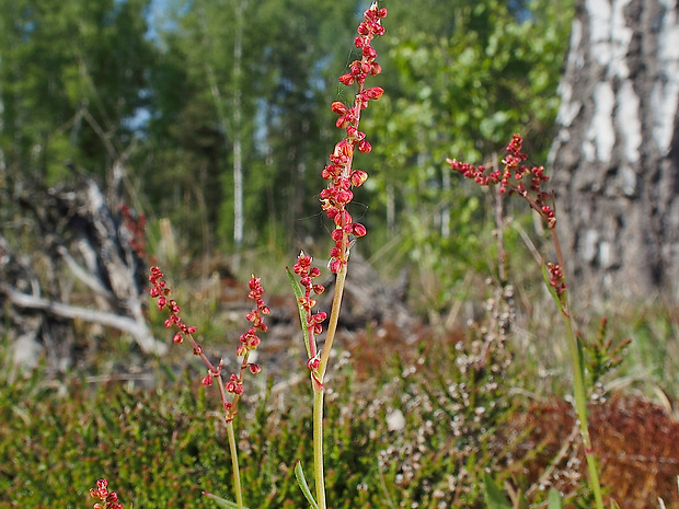 štiavička tenkolistá Acetosella tenuifolia (Wallr.) Á. Löve