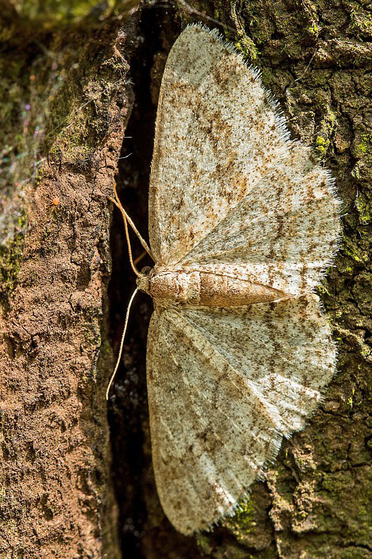 kôrovka orlíčková  Ectropis cf. crepuscularia