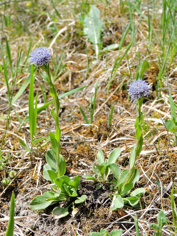 guľôčka bodkovaná Globularia punctata Lapeyr.