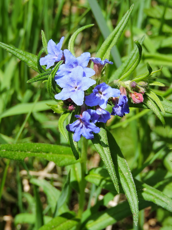 kamienka modropurpurová Lithospermum purpurocaeruleum L.