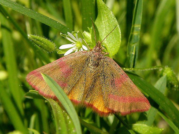 piadivka purpurová Lythria purpuraria