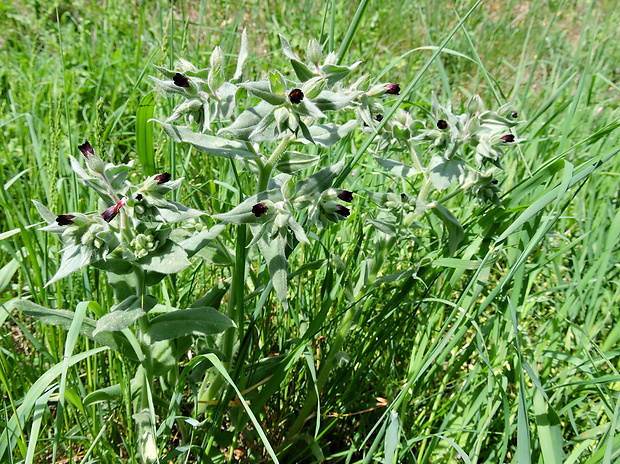 ostreň počerný Nonea pulla (L.) DC.