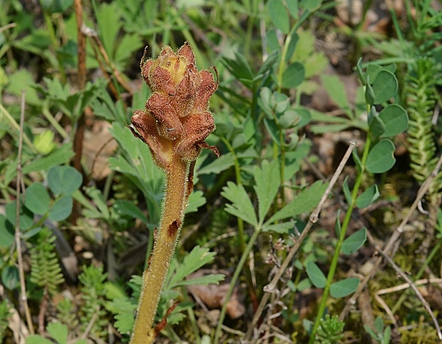 záraza žltá Orobanche lutea Baumg.