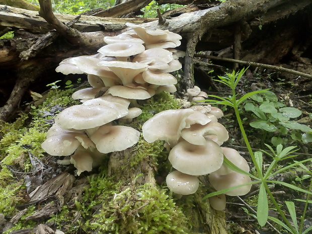 hliva lievikovitá Pleurotus cornucopiae (Paulet) Rolland