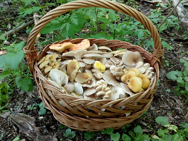 hliva lievikovitá Pleurotus cornucopiae (Paulet) Rolland