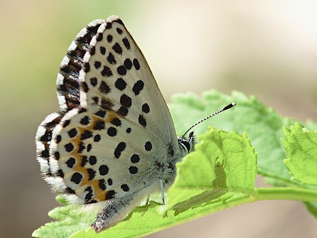 modráčik rozchodníkový Scolitantides orion