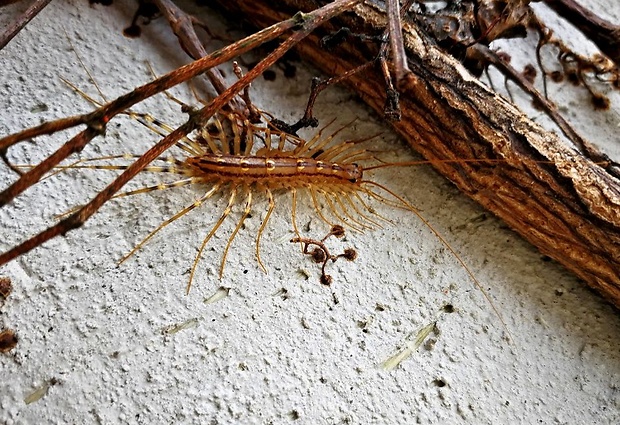 skutigera dlhonohá Scutigera coleoptrata larva