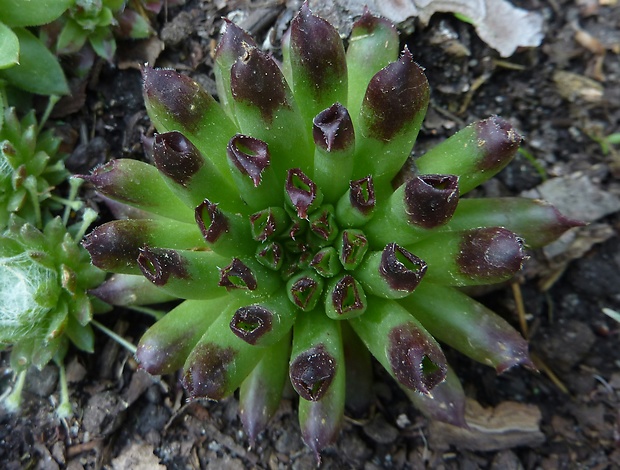 skalná ruža Sempervivum sp.