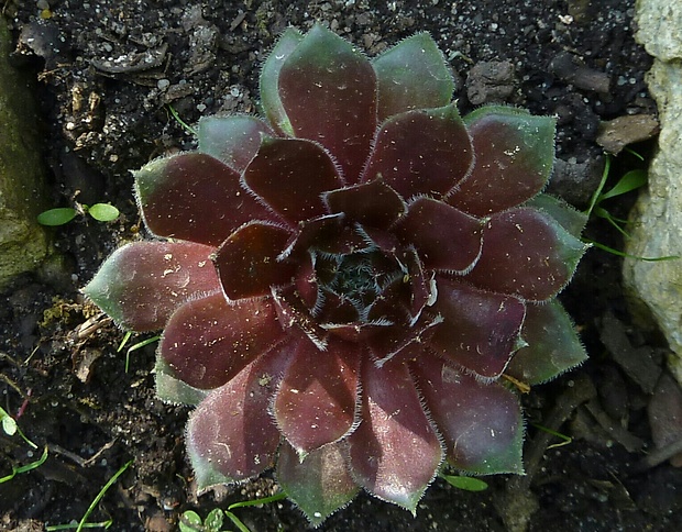 skalná ruža Sempervivum sp.