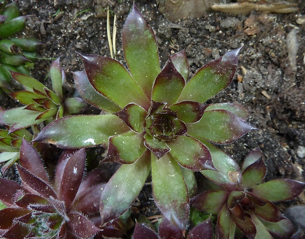 skalnica strechová Sempervivum tectorum L.