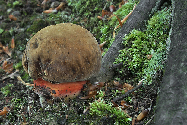 hríb zrnitohlúbikový Sutorius luridiformis (Rostk.) G. Wu & Zhu L. Yang