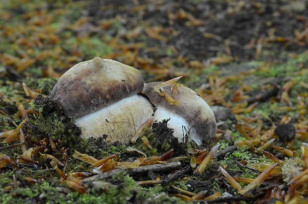 hríb sosnový Boletus pinophilus Pil. et Dermek in Pil.