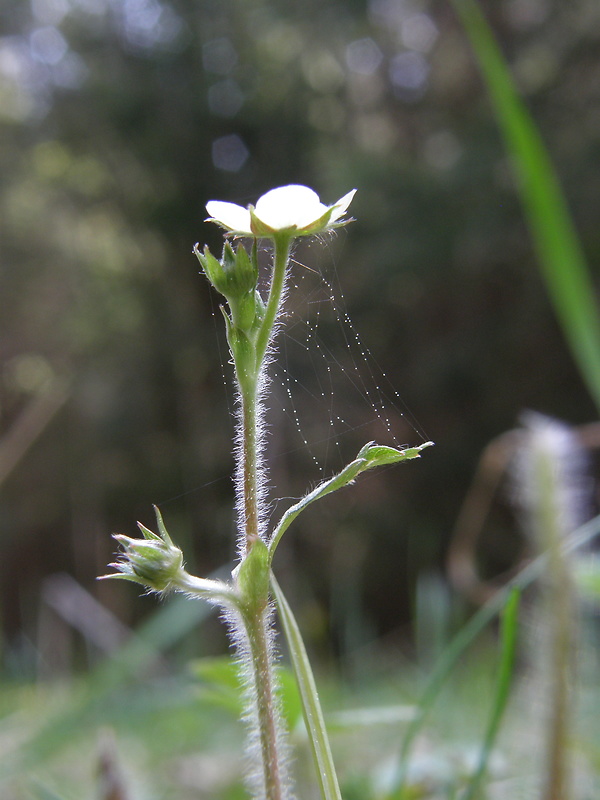 jahoda obyčajná Fragaria vesca L.