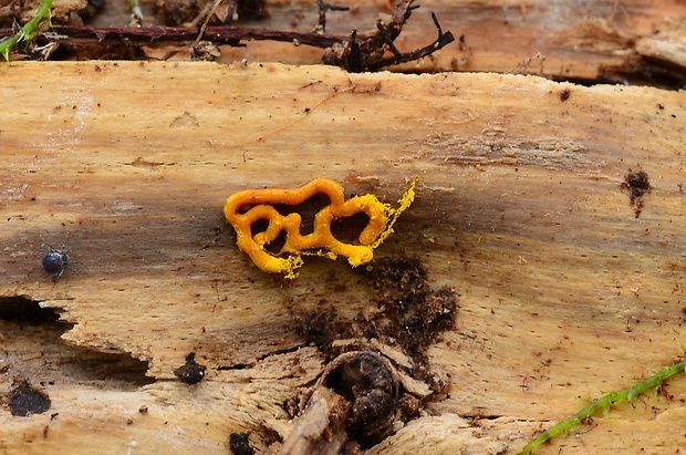 slizovka Hemitrichia serpula (Scop.) Rostaf.