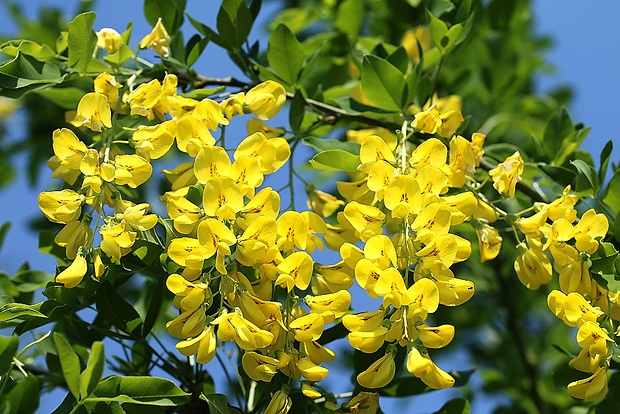 štedrec ovisnutý Laburnum anagyroides Medik.