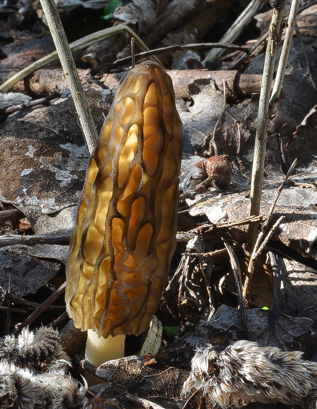 smrčok kužeľovitý Morchella conica Pers.