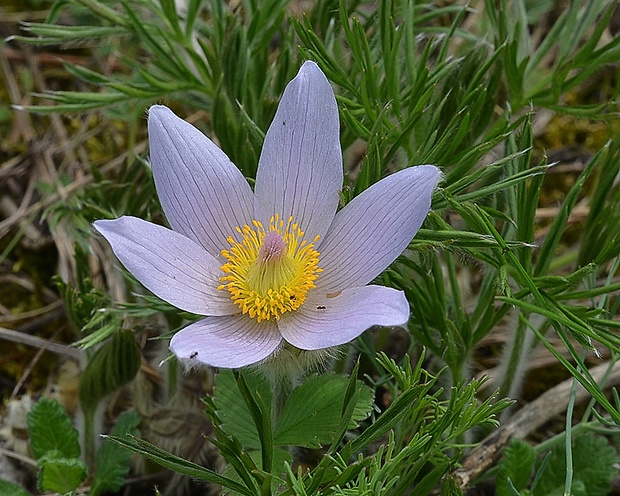 poniklec veľkokvetý Pulsatilla grandis Wender.