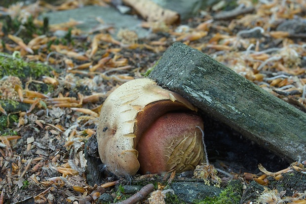 hríb zrnitohlúbikový Sutorius luridiformis (Rostk.) G. Wu & Zhu L. Yang