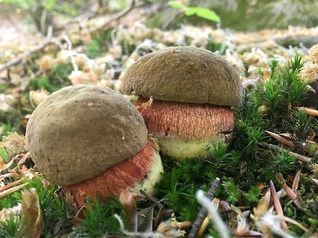 hríb zrnitohlúbikový Sutorius luridiformis (Rostk.) G. Wu & Zhu L. Yang