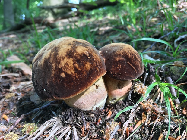 hríb zrnitohlúbikový Sutorius luridiformis (Rostk.) G. Wu & Zhu L. Yang