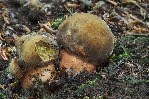 hríb zrnitohlúbikový Sutorius luridiformis (Rostk.) G. Wu & Zhu L. Yang