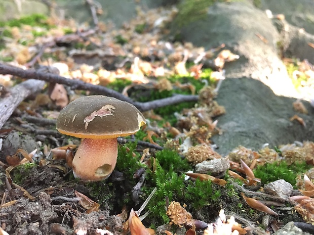 suchohríb žltomäsový Xerocomellus chrysenteron (Bull.) Šutara