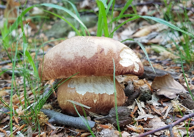 hríb sosnový Boletus pinophilus Pil. et Dermek in Pil.