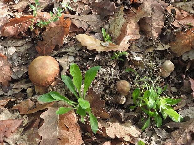 hríb dubový Boletus reticulatus Schaeff.