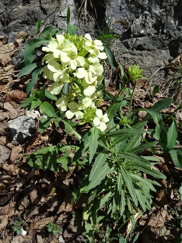 horčičník pieninský Erycimum pienicum