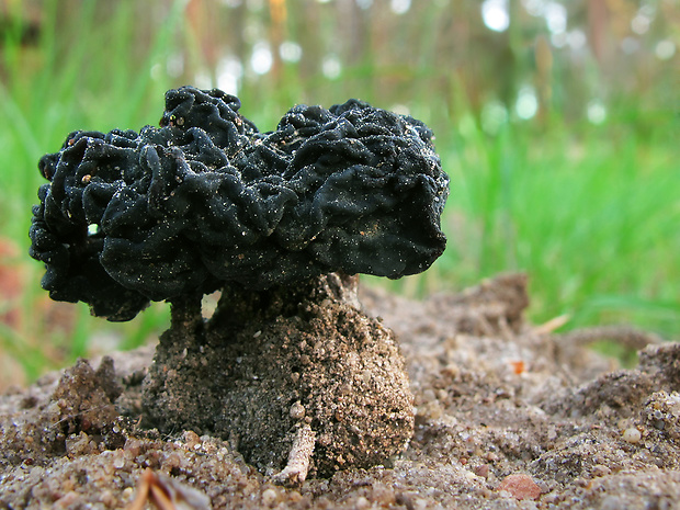 ušiak obyčajný Gyromitra esculenta (Pers.) Fr.