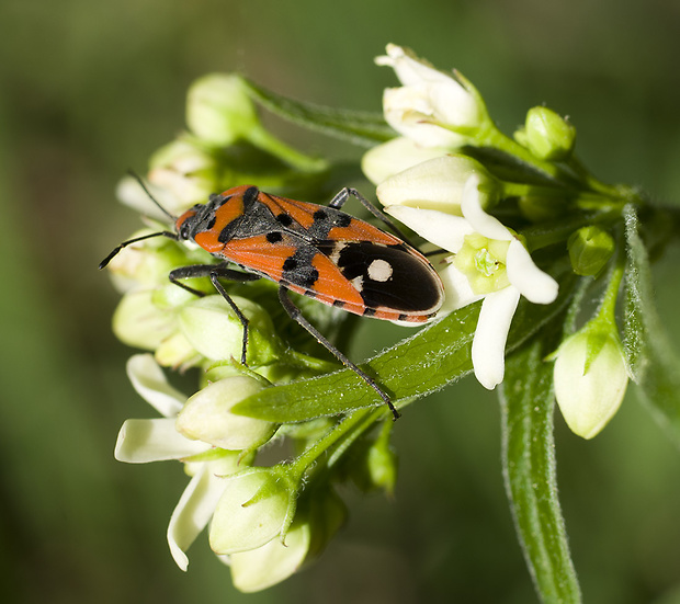 behavka pestrá Lygaeus equestris